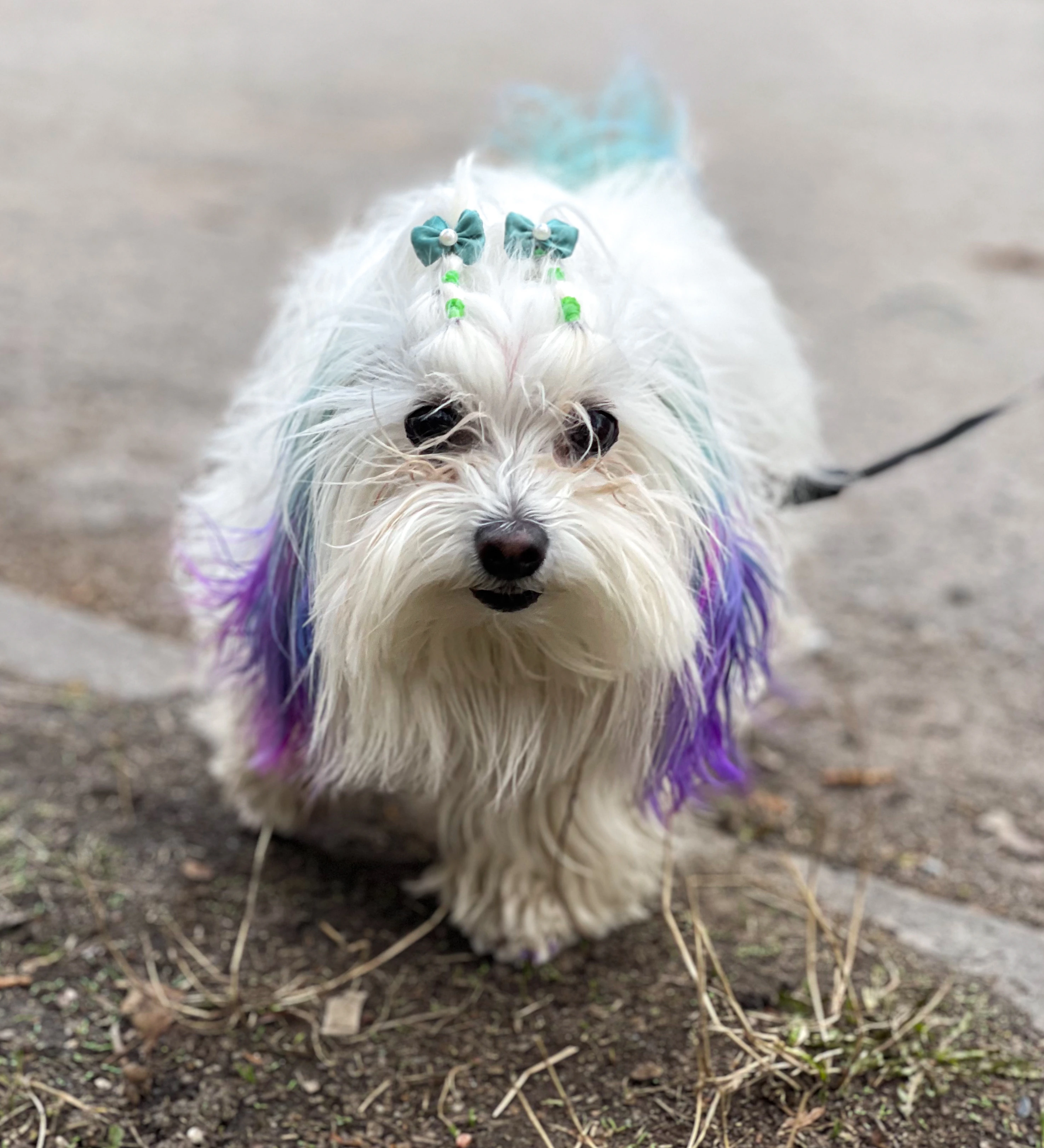 15+ Best Dog Hairstyles For Stylish Look